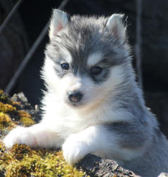 Siberian Husky Nordic Fire