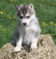 Siberian Husky Nordic Fire