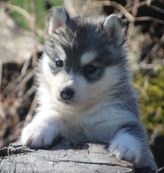 Siberian Husky Nordic Fire