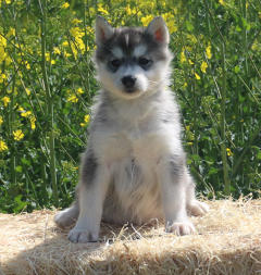 Siberian Husky Nordic Fire