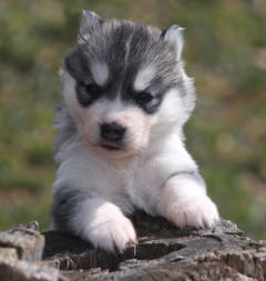 Siberian Husky Nordic Fire