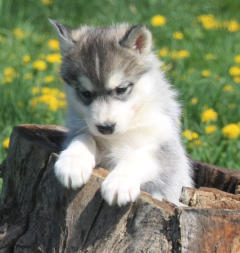 Siberian Husky Nordic Fire