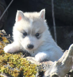 Siberian Husky Nordic Fire