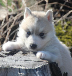 Siberian Husky Nordic Fire