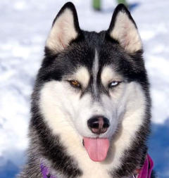 Siberian Husky Nordic Fire