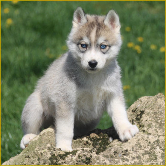 Siberian Husky Nordic Fire