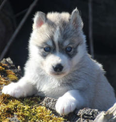 Siberian Husky Nordic Fire