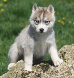 Siberian Husky Nordic Fire