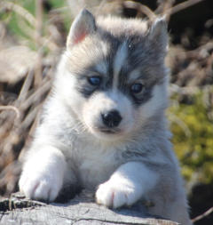 Siberian Husky Nordic Fire