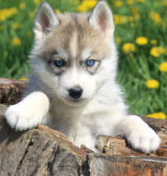 Siberian Husky Nordic Fire