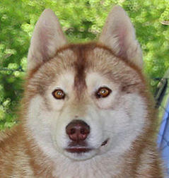 Siberian Husky Nordic Fire