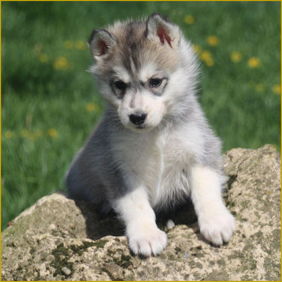 Siberian Husky Nordic Fire