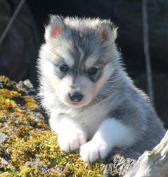 Siberian Husky Nordic Fire