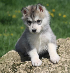 Siberian Husky Nordic Fire