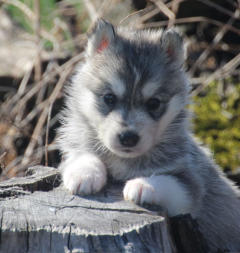 Siberian Husky Nordic Fire