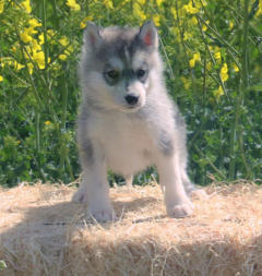 Siberian Husky Nordic Fire