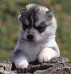 Siberian Husky Nordic Fire