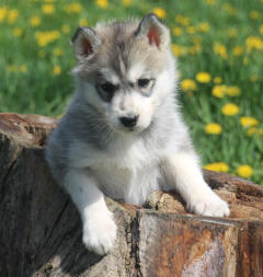 Siberian Husky Nordic Fire