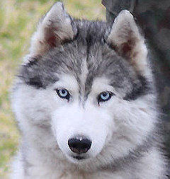 Siberian Husky Nordic Fire