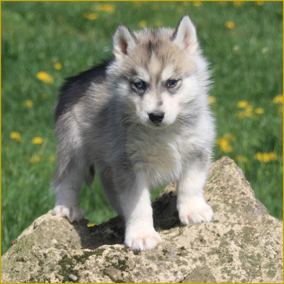 Siberian Husky Nordic Fire