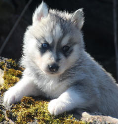 Siberian Husky Nordic Fire