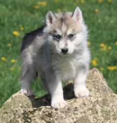 Siberian Husky Nordic Fire