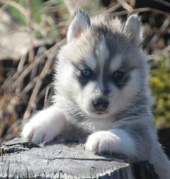 Siberian Husky Nordic Fire