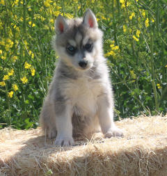 Siberian Husky Nordic Fire