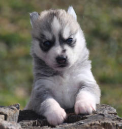 Siberian Husky Nordic Fire