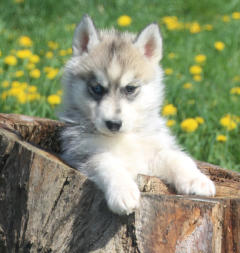 Siberian Husky Nordic Fire