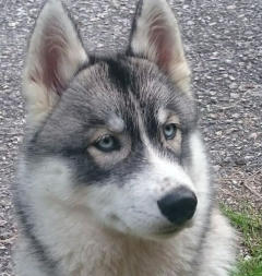 Siberian Husky Nordic Fire