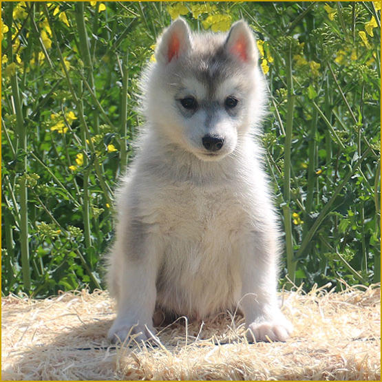 Siberian Husky Nordic Fire