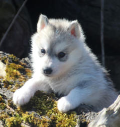 Siberian Husky Nordic Fire