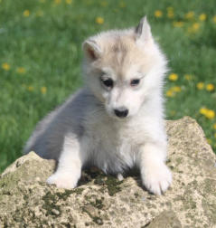 Siberian Husky Nordic Fire