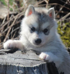 Siberian Husky Nordic Fire