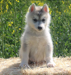 Siberian Husky Nordic Fire