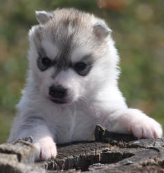 Siberian Husky Nordic Fire