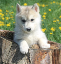 Siberian Husky Nordic Fire