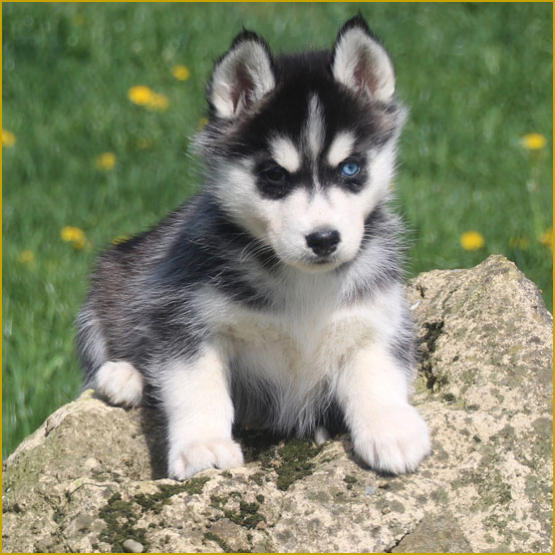 Siberian Husky Nordic Fire