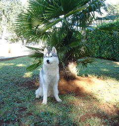 Siberian Husky Nordic Fire