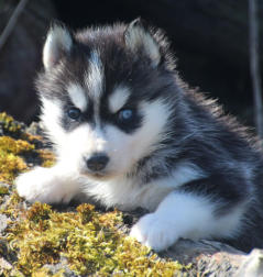 Siberian Husky Nordic Fire