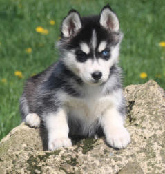 Siberian Husky Nordic Fire