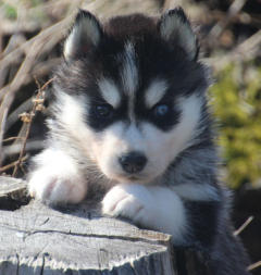 Siberian Husky Nordic Fire