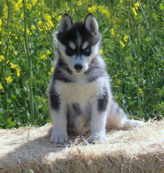 Siberian Husky Nordic Fire