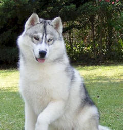 Siberian Husky Nordic Fire