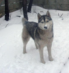 Siberian Husky Nordic Fire