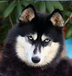 Siberian Husky Nordic Fire