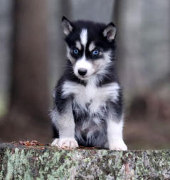 Siberian Husky Nordic Fire