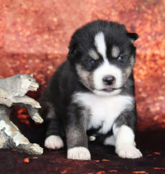 Siberian Husky Nordic Fire