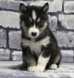 Siberian Husky Nordic Fire